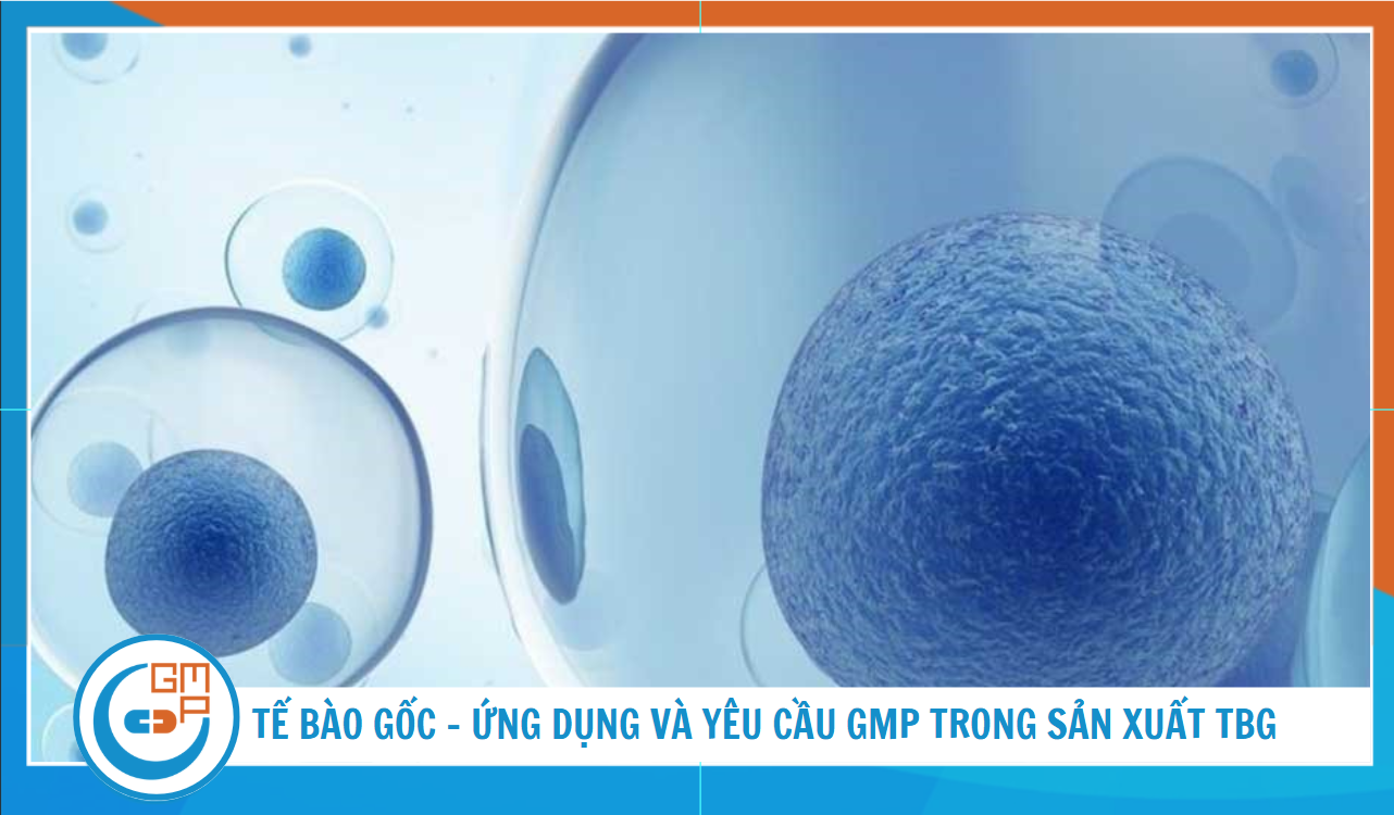 Tế bào gốc là gì? Ứng dụng và yêu cầu GMP trong sản xuất tế bào gốc